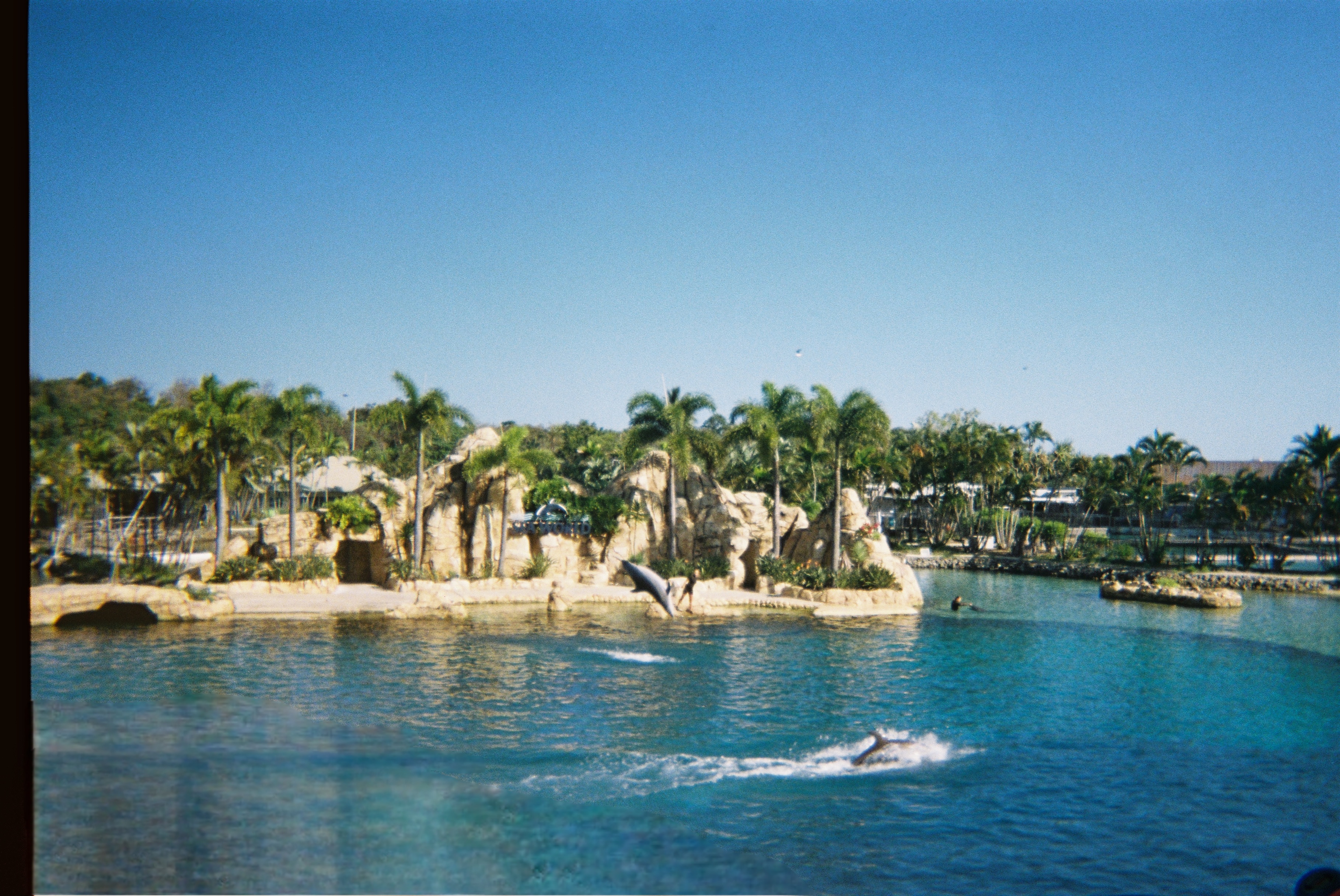 Sea World dolphins